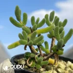 Dicrocaulon Love leaf