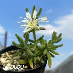 Dicrocaulon Love leaf - Image 2