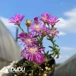 Dicrocaulon Love leaf - Image 3