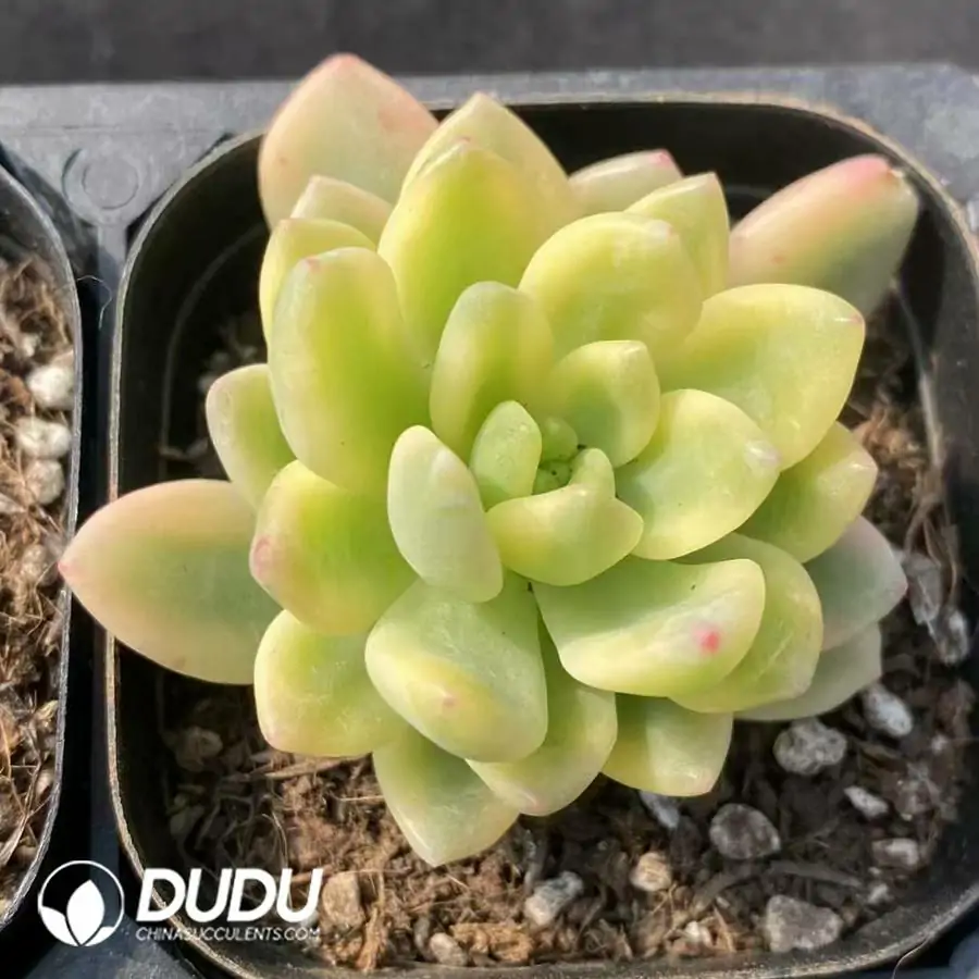 1744277261-e201.webp Sedum clavatum R.T.Clausen Variegated - Image 1