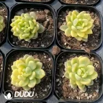 Sedum clavatum R.T.Clausen Variegated - Image 2