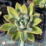 Pachyphytum Sea Song