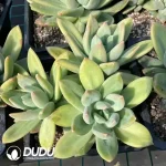 Pachyphytum Sea Song - Image 2