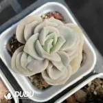 Echeveria Lovely Rose Variegated