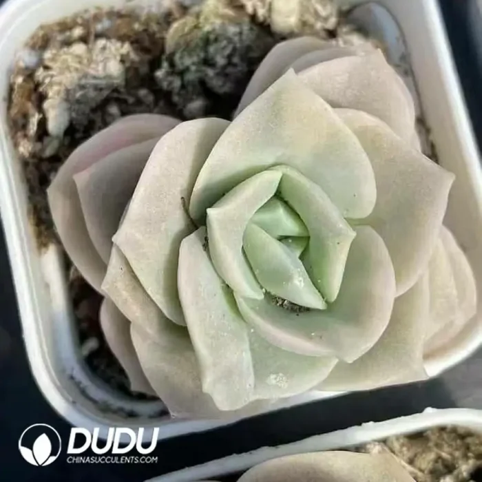 Echeveria Lovely Rose Variegated - Image 2