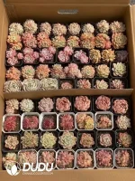 Echeveria Blind Box 80  Pcs