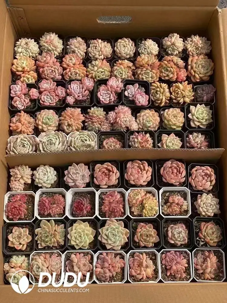 1744277531-e201.webp Echeveria Blind Box 80 Pcs - Image 1