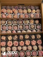 Echeveria Blind Box 80  Pcs - Image 2