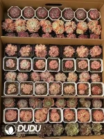 Echeveria Blind Box 70 Pcs