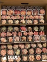 Echeveria Blind Box 70 Pcs - Image 2