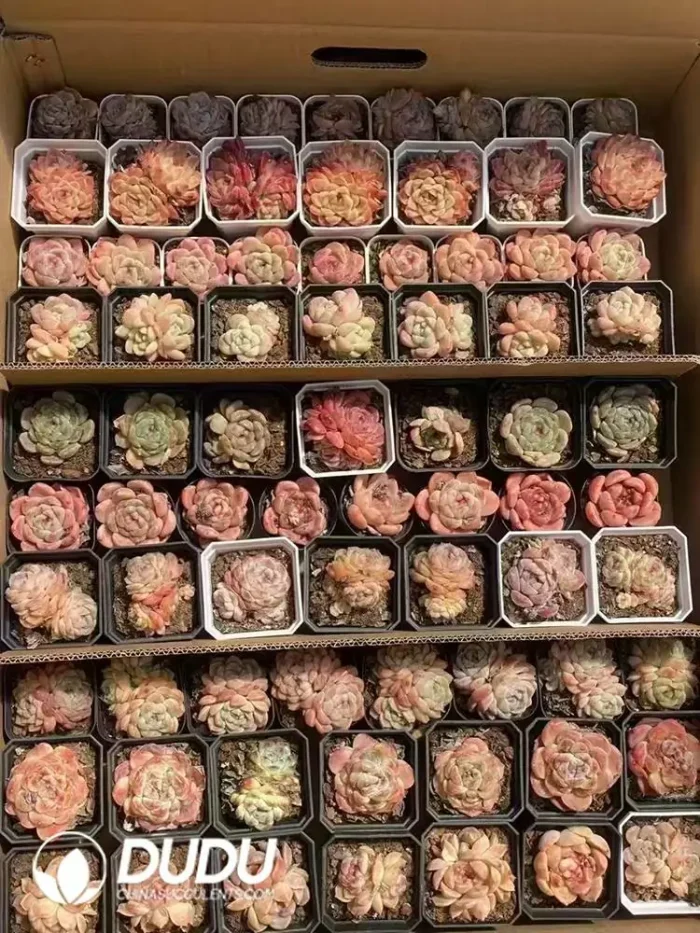 Echeveria Blind Box 70 Pcs - Image 2