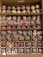 Echeveria Blind Box 70 Pcs - Image 3