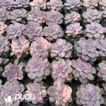 Graptopetalum Superbum Silky Variegated - Image 2