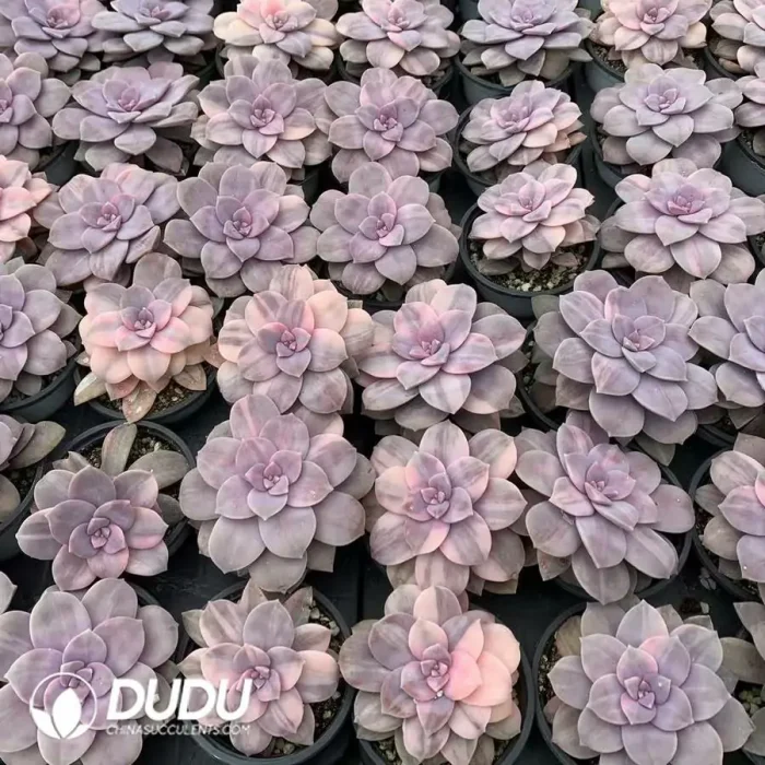 Graptopetalum Superbum Silky Variegated - Image 2