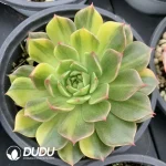 Echeveria Olivia Variegated - Image 2