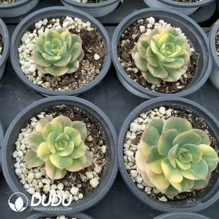 Echeveria Nicksana Variegated - Image 2