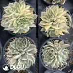 Graptoveria Silver Star Variegated Clustering - Image 2