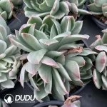 Echeveria Crystal Lovers Variegated Clustering - Image 2