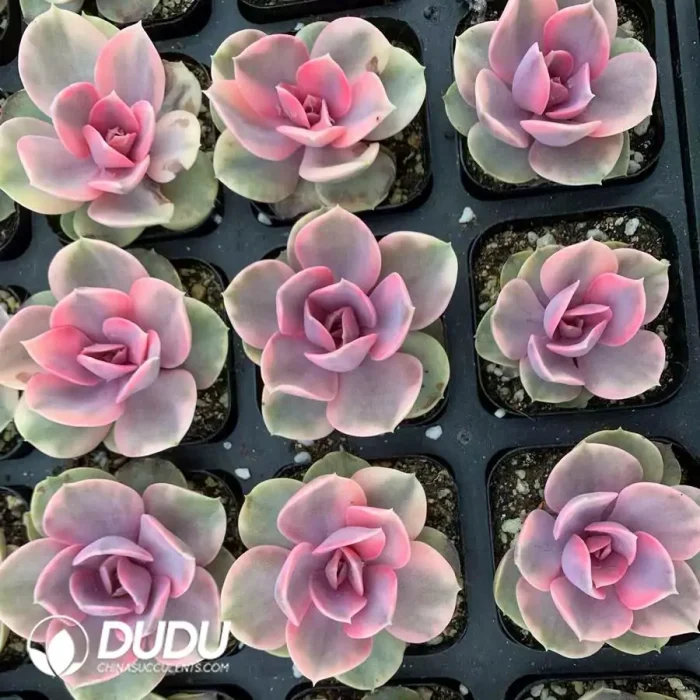 Echeveria Rainbow Variegated - Image 2