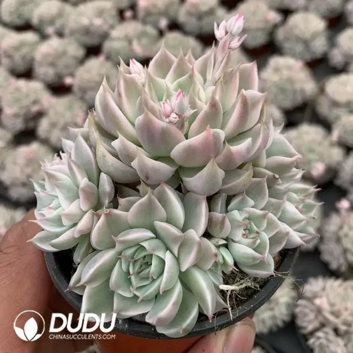 Echeveria Margaret Variegated Clustering - Image 2