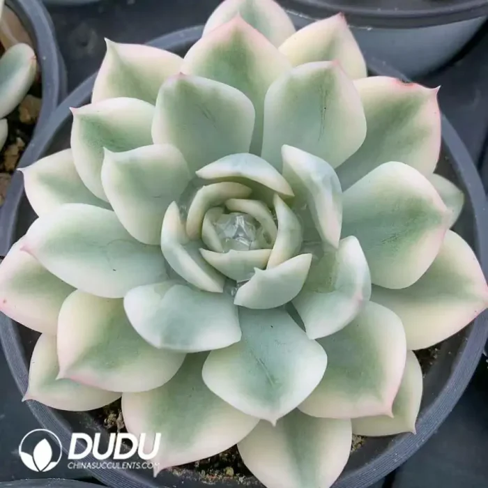 Echeveria Moon Fairy Variegated - Image 2