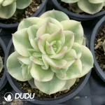 Echeveria Rolly White Variegated - Image 2