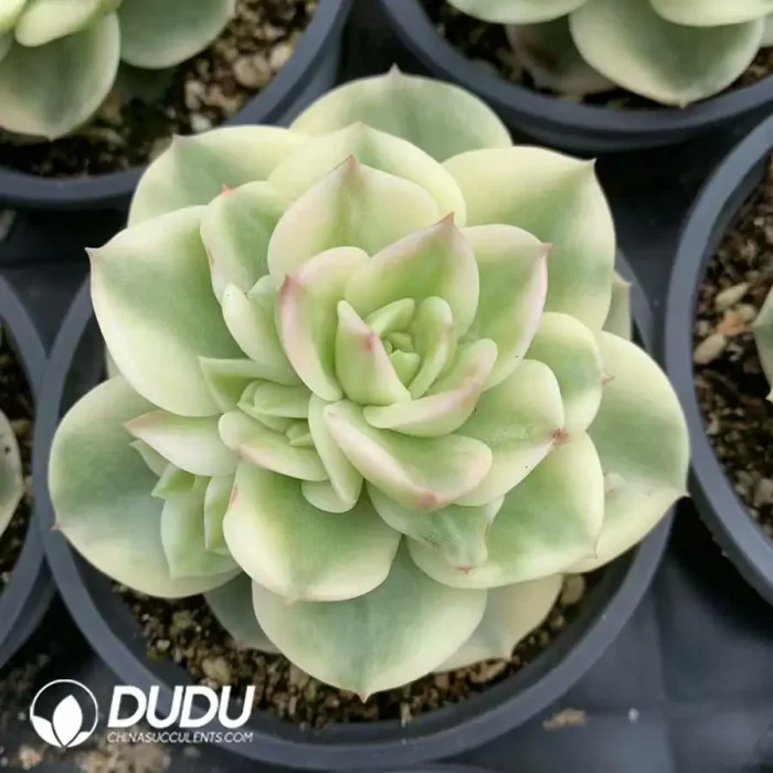Echeveria Rolly White Variegated - Image 2