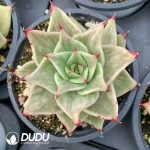 Echeveria Star Variegated - Image 2
