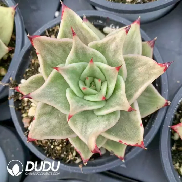 Echeveria Star Variegated - Image 2