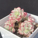 Echeveria Tango Variegated Clustering - Image 2