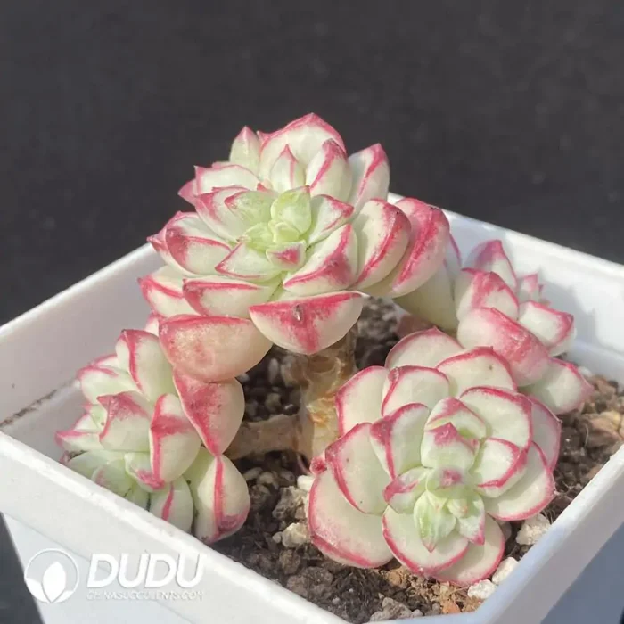 Echeveria Tango Variegated Clustering - Image 2