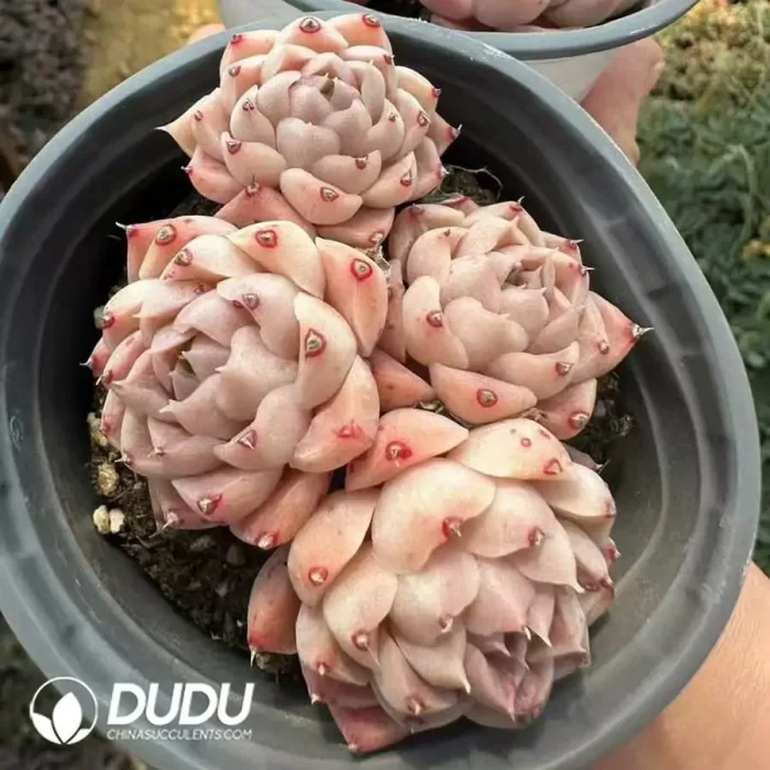 Echeveria Snow Pear with Rock Candy Clustering - Image 2