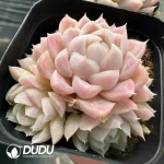 Echeveria Elegans Clustering - Image 2