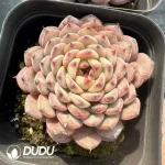 Echeveria Blue Minima - Image 2