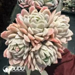 Echeveria Rasberry Ice Clustering - Image 2