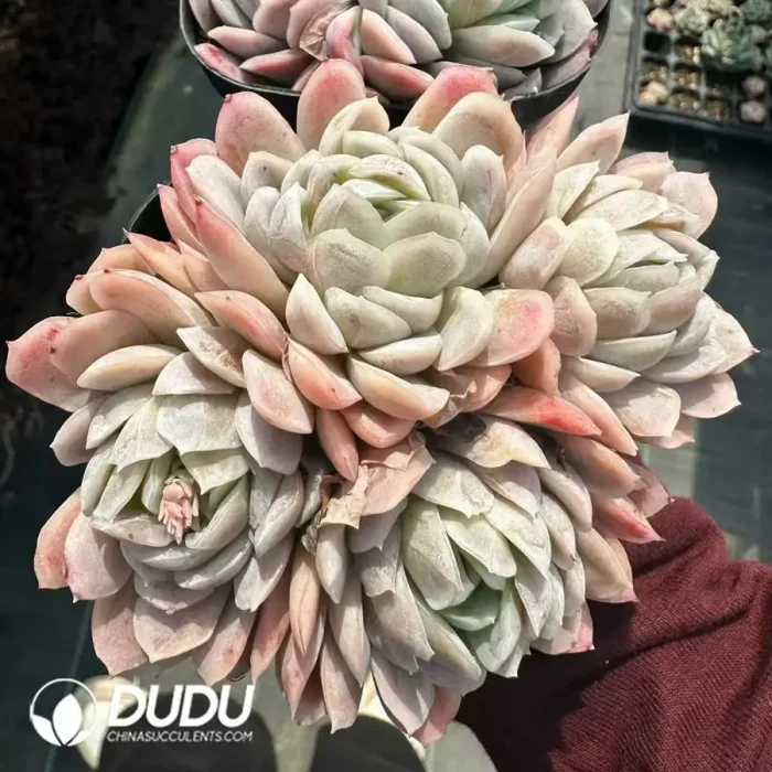 Echeveria Rasberry Ice Clustering - Image 2