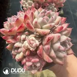 Echeveria Beauty Clustering - Image 2