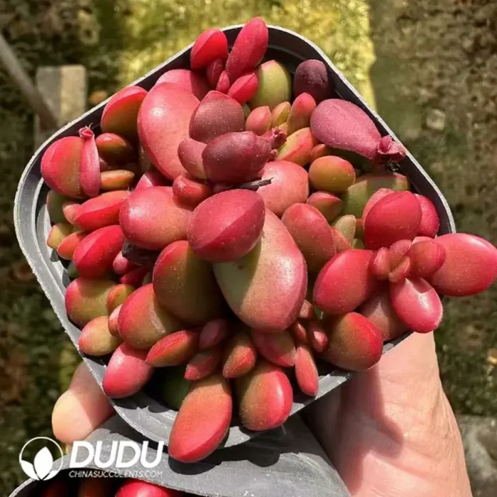 Crassula Clavata - Image 2