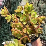 Aeonium Rugby Clustering - Image 2