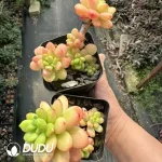 Sedum Shangri La Clustering - Image 2