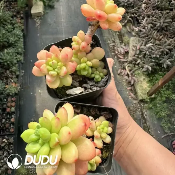 Sedum Shangri La Clustering - Image 2