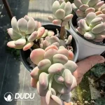 Pachyphytum Oviferum Mikadukibijin Cluster - Image 2