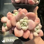 Graptopetalum Miul Clustering - Image 2