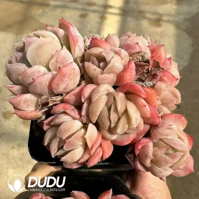 Echeveria Twin Berry Clustering - Image 2