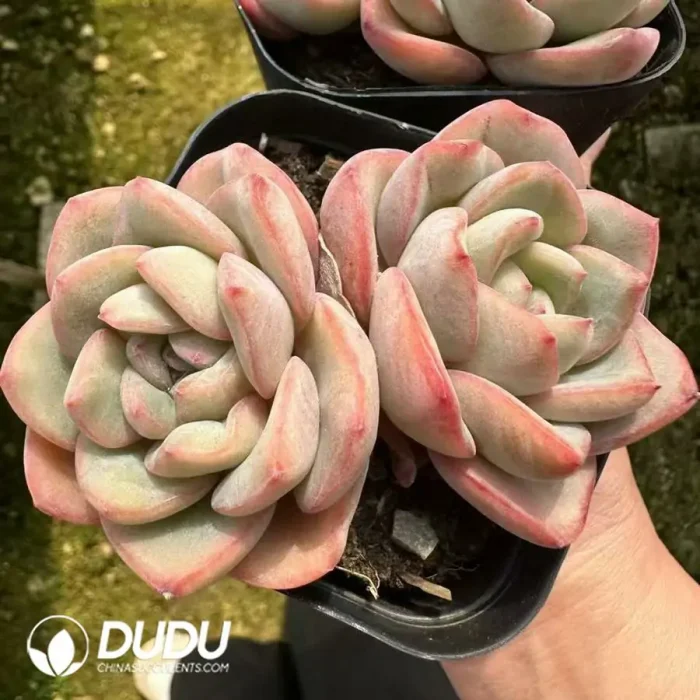 Echeveria Puff Double Head - Image 2