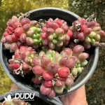 Echeveria Jade Beads Clustering - Image 2