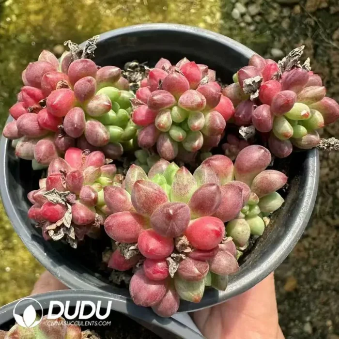 Echeveria Jade Beads Clustering - Image 2