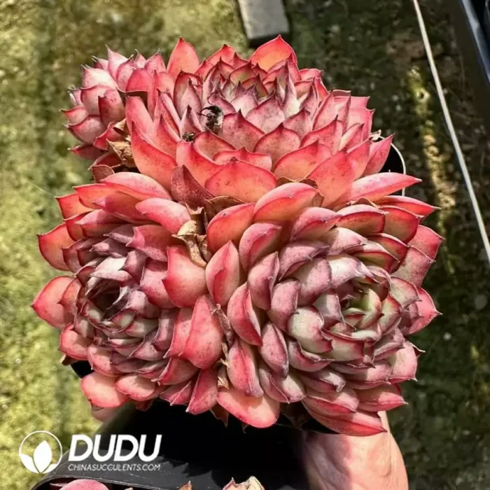 Echeveria Dream Rose Clustering - Image 2