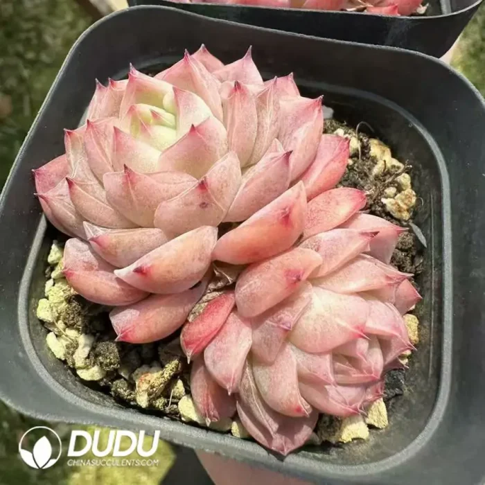 Echeveria Lonely Star Double Head - Image 2