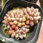 Echeveria subcorymbosa lau 030 Clustering - Image 2